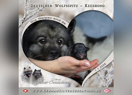 Wolfsspitz-Welpen