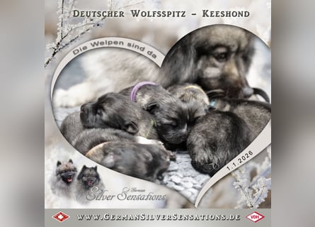Wolfsspitz-Welpen