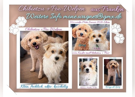 Wurfankündigung: Wir erwarten Chibietzu +Poos Mitte Januar 2026 