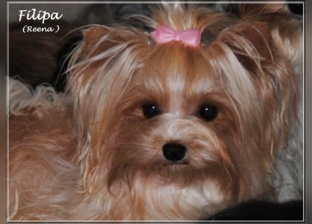Yorkshire Terrier Welpen -verschiedene Farbgebungen u. Größen