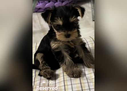 EXKLUSIVER "D"-WURF — YORKSHIRE TERRIER WELPEN AUS CHAMPION-VERPAARUNG! FCI / UKU