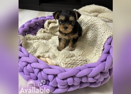 EXKLUSIVER "D"-WURF — YORKSHIRE TERRIER WELPEN AUS CHAMPION-VERPAARUNG! FCI / UKU