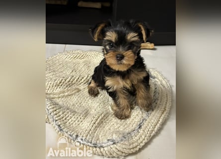 EXKLUSIVER "D"-WURF — YORKSHIRE TERRIER WELPEN AUS CHAMPION-VERPAARUNG! FCI / UKU