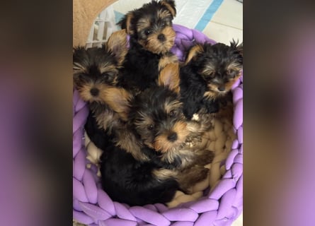 EXKLUSIVER "D"-WURF — YORKSHIRE TERRIER WELPEN AUS CHAMPION-VERPAARUNG! FCI / UKU
