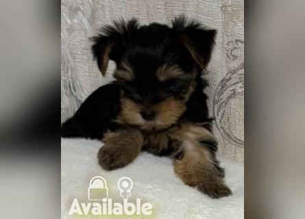 EXKLUSIVER "D"-WURF — YORKSHIRE TERRIER WELPEN AUS CHAMPION-VERPAARUNG! FCI / UKU