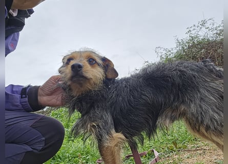 Camelot: kleiner Herzensbrecher