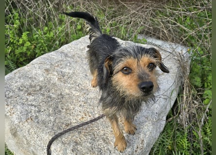 Camelot: kleiner Herzensbrecher