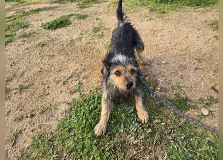 Camelot: kleiner Herzensbrecher