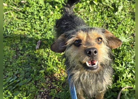 Camelot: kleiner Herzensbrecher