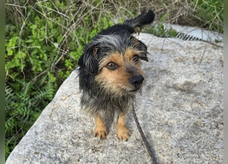 Camelot: kleiner Herzensbrecher