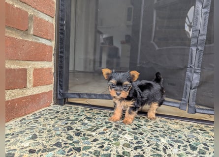 Yorkshire Terrier Welpen
