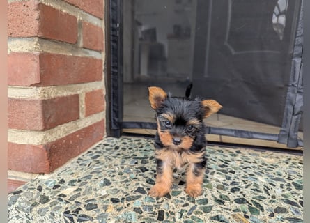 Yorkshire Terrier Welpen