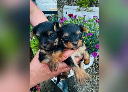 Yorkshire Terrier Welpen