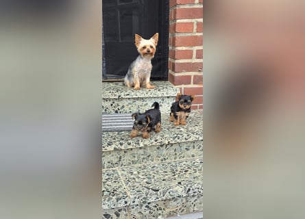 Yorkshire Terrier Welpen