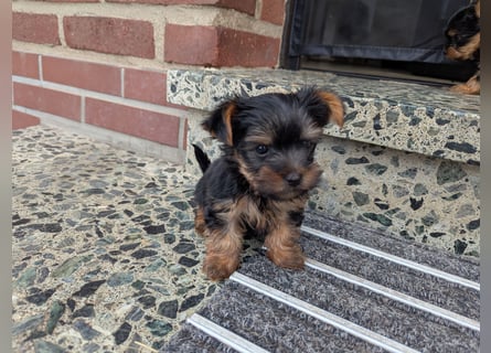 Yorkshire Terrier Welpen