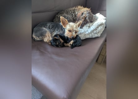 Yorkshire Terrier Welpen