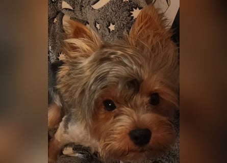 Freundlicher Yorkshire Terrier Rüde mit Papieren, 1,5 Jahre alt sucht Heim