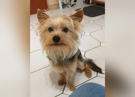 Freundlicher Yorkshire Terrier Rüde sucht liebevolles Heim