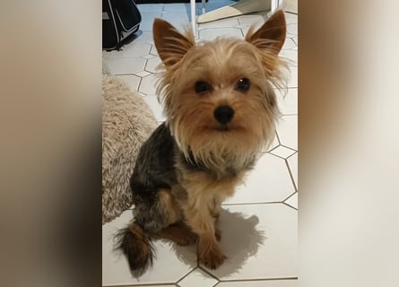 Freundlicher Yorkshire Terrier Rüde sucht liebevolles Heim
