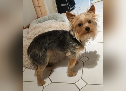 Freundlicher Yorkshire Terrier Rüde sucht liebevolles Heim