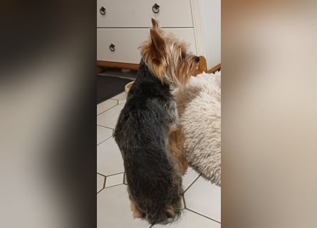 Freundlicher Yorkshire Terrier Rüde sucht liebevolles Heim