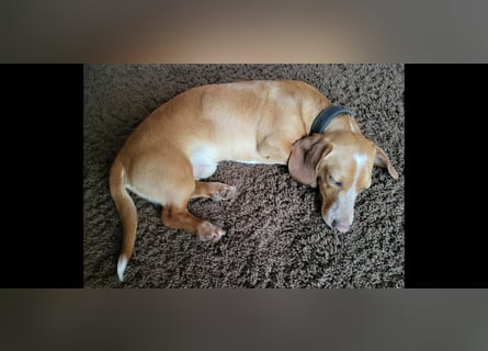 Zwergdackel Deckrüde