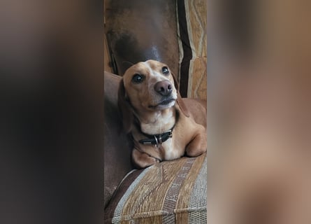 Zwergdackel Deckrüde