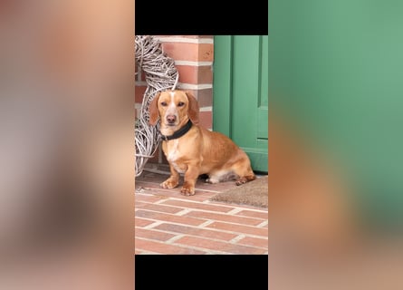 Zwergdackel Deckrüde