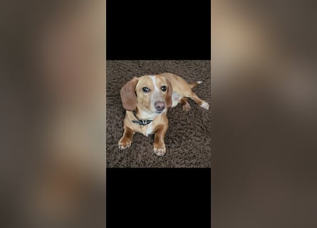 Zwergdackel Deckrüde