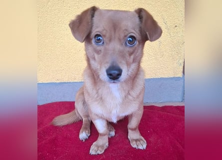 süße kleine BROWNIE - 10 Monate, 23cm/7kg - Dackel-Mix