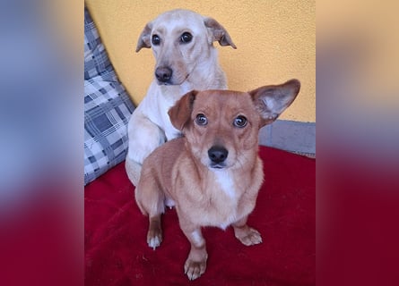 süße kleine BROWNIE - 10 Monate, 23cm/7kg - Dackel-Mix