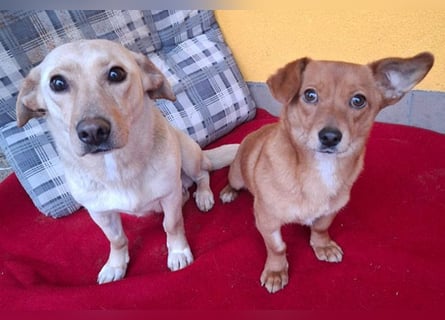 süße kleine BROWNIE - 10 Monate, 23cm/7kg - Dackel-Mix