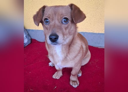 süße kleine BROWNIE - 10 Monate, 23cm/7kg - Dackel-Mix