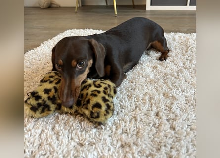 Amerikanische Zwergdackelhündin Daisy sucht 5-Sterne-Zuhause