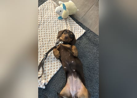 Amerikanische Zwergdackelhündin Daisy sucht 5-Sterne-Zuhause