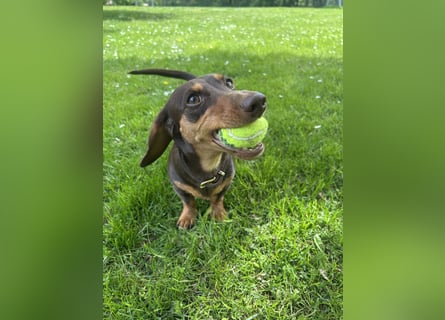 Amerikanische Zwergdackelhündin Daisy sucht 5-Sterne-Zuhause