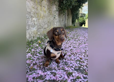 Amerikanische Zwergdackelhündin Daisy sucht 5-Sterne-Zuhause