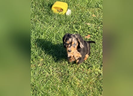 Amerikanische Zwergdackel Langhaar & Kurzhaar