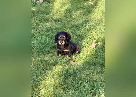 Amerikanische Zwergdackel Langhaar & Kurzhaar