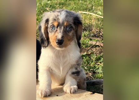 Amerikanische Zwergdackel Langhaar & Kurzhaar