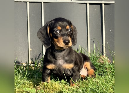 Amerikanische Zwergdackel Langhaar & Kurzhaar