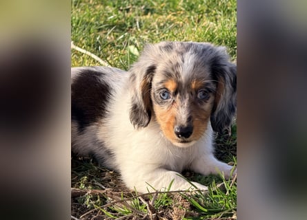 Amerikanische Zwergdackel Langhaar & Kurzhaar