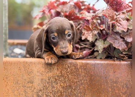 Amerikanischer Zwergdackel Welpe Langhaar / Kurzhaar
