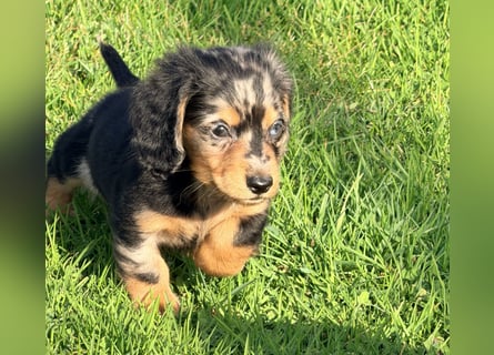 Amerikanische Zwergdackel Langhaar & Kurzhaar