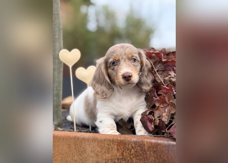 Amerikanischer Zwergdackel Welpe Langhaar / Kurzhaar