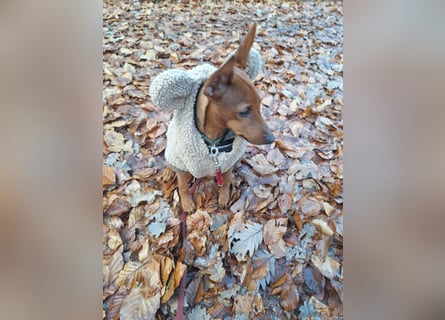 Reinrassige FCI (VDH)Zwergpinscherwelpen