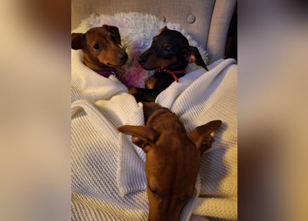 Reinrassige FCI (VDH)Zwergpinscherwelpen
