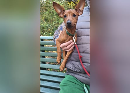 Reinrassige FCI (VDH)Zwergpinscherwelpen