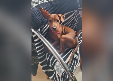 Reinrassige FCI (VDH)Zwergpinscherwelpen