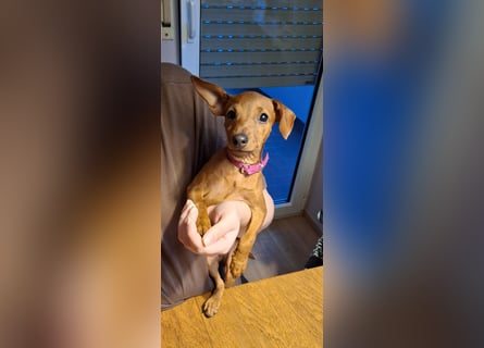 Reinrassige FCI (VDH)Zwergpinscherwelpen